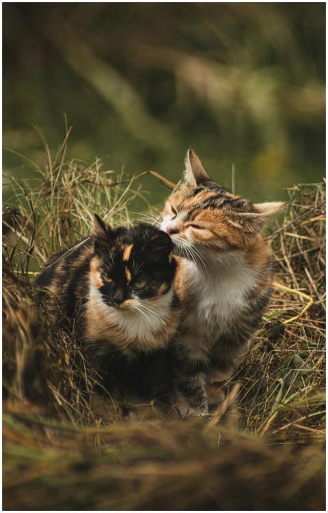 Two calico cats grooming each other in the grass,