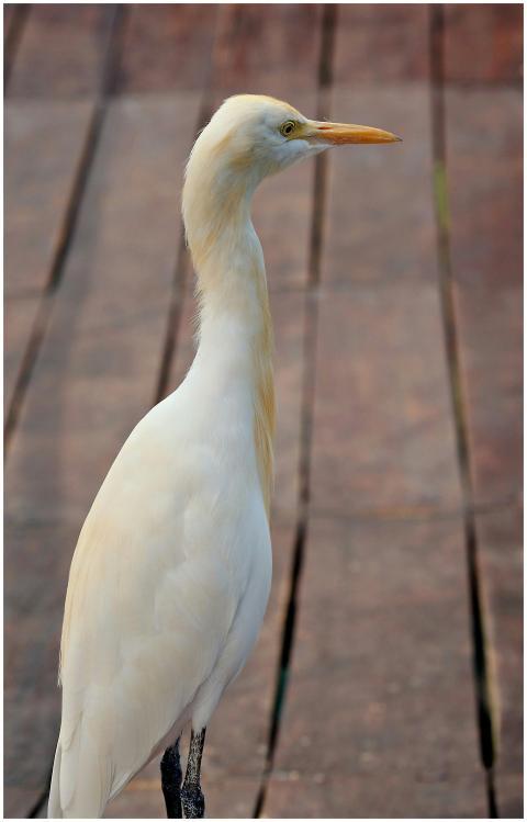 Elegant Cattle Egret Posing