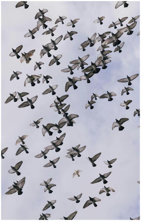 A stunning capture of a flock of birds flying agai