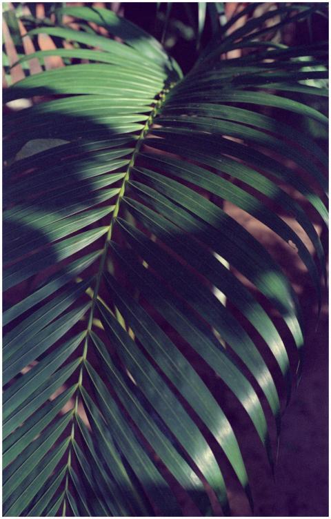 Detailed view of a vibrant green areca palm frond