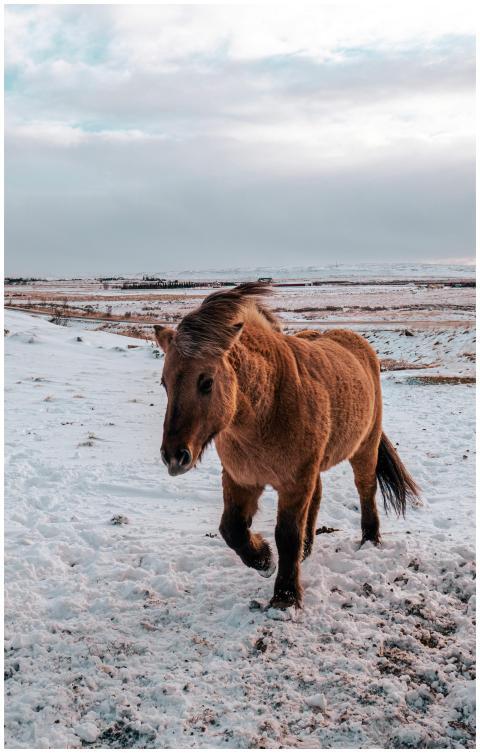 A beautiful Icelandic horse trotting through a sno