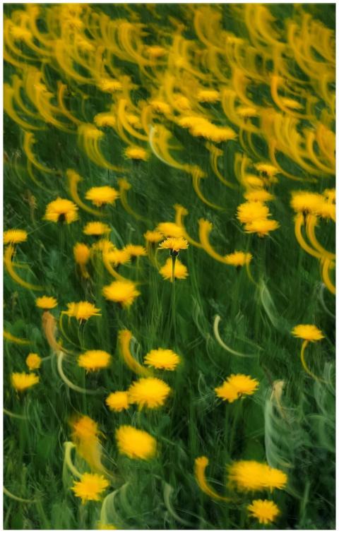 Vibrant abstract image of yellow dandelions with m