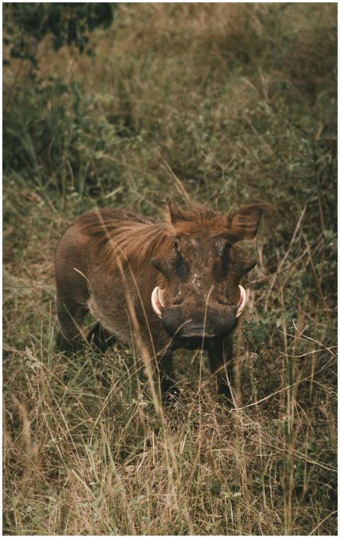 Close-up of a wild warthog standing in tall grass,
