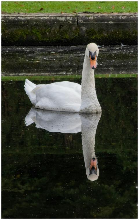 A majestic swan gliding gracefully on a still pond