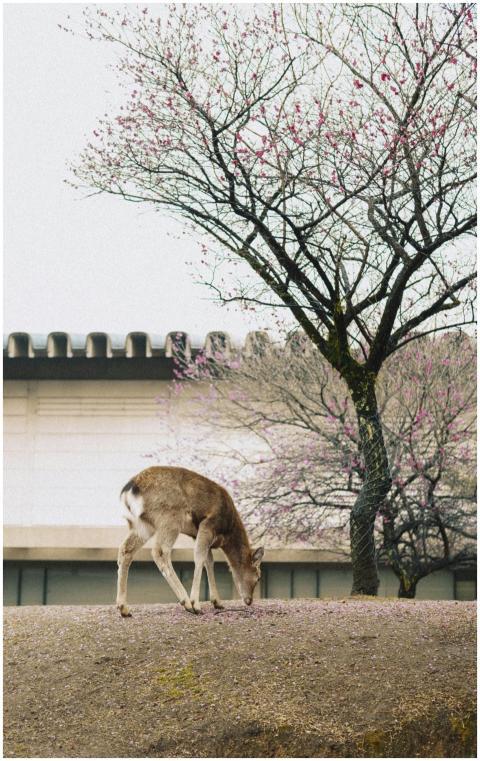 A serene scene of a deer grazing beneath cherry bl