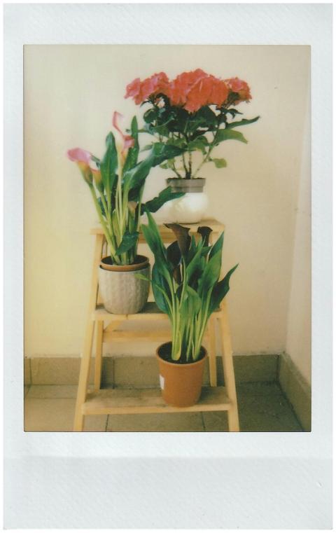 Aesthetic film photo of calla lilies on a wooden s