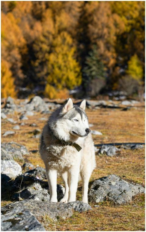 A majestic Siberian Husky stands on rocky terrain