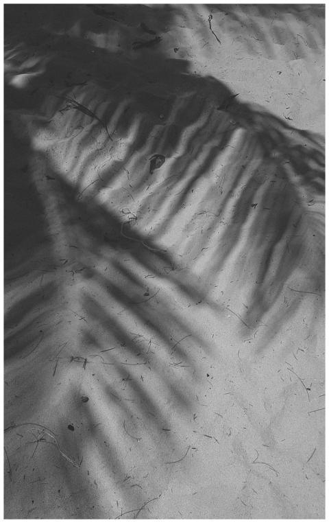 Shadow of palm leaves casting intricate patterns o