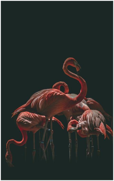 A stunning group of flamingos gracefully posing ag