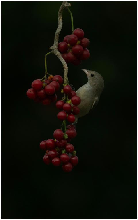 Mr. Bean (pale billed flowerpecker)