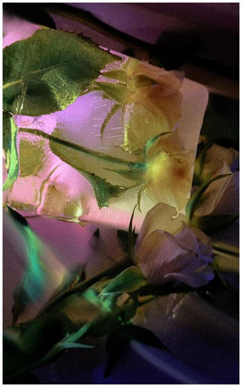Artistic frozen rose encapsulated in ice, showcasi