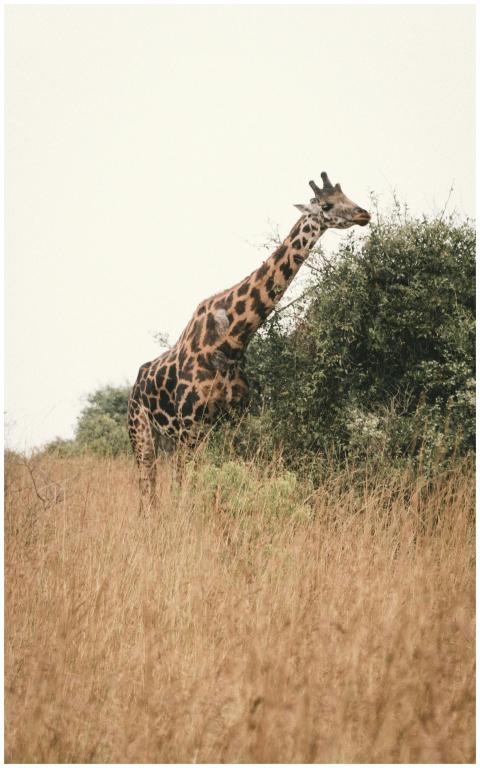 A majestic giraffe feeds on leaves in the African