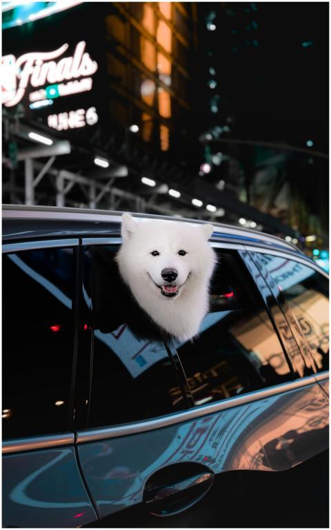 Samoyed dog's head peeks out a car window during a