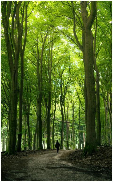 Free stock photo of chillout, forest, green