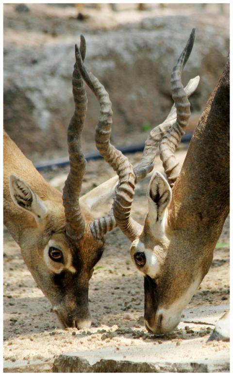Two blackbuck antelopes feeding in their natural e