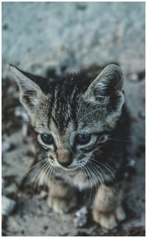 Charming close-up of a young tabby kitten sitting