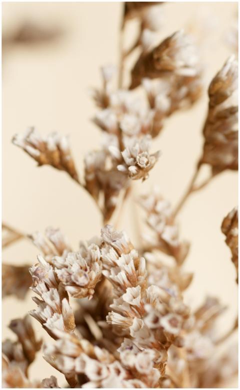 Artistic close-up of dried flowers with a warm and