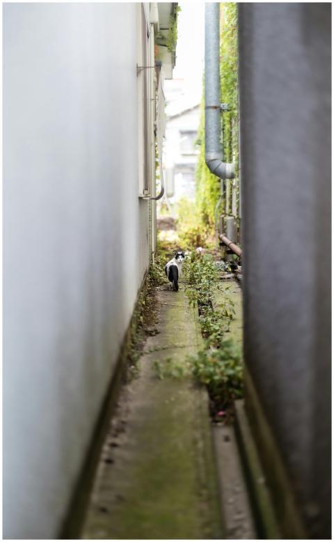 Free stock photo of alley, animal, aomori