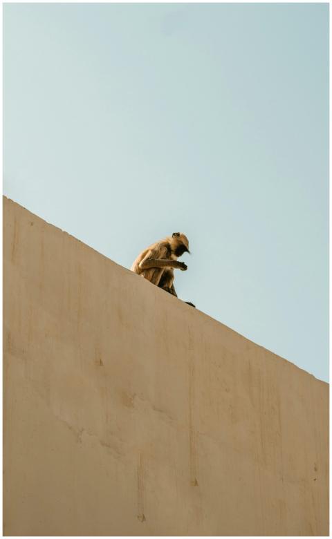A monkey sits perched on a high stone wall against