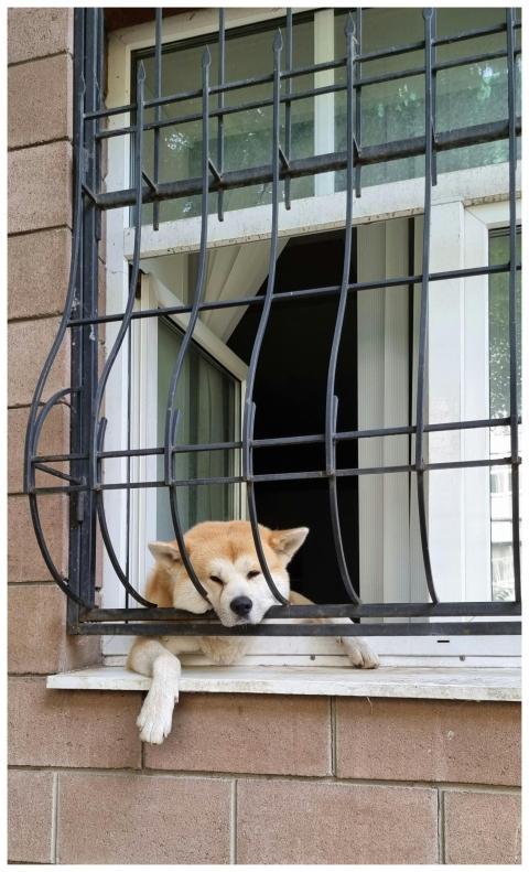 Akita dog rests comfortably on a windowsill peerin