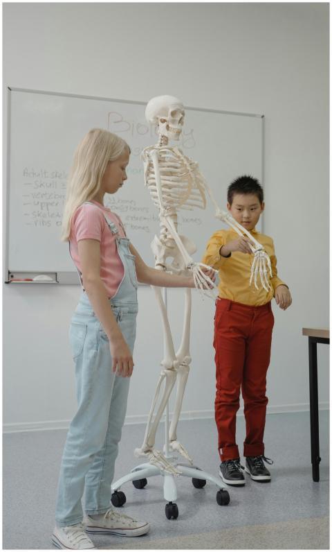 Kids engaging with a skeleton model in an educatio