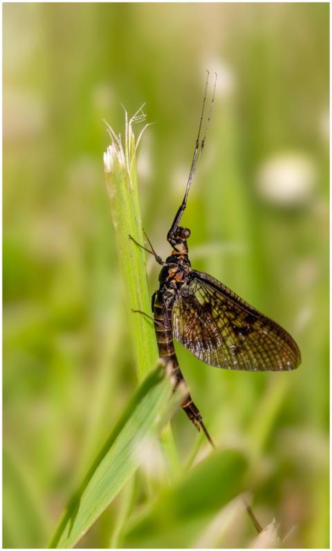Close-up of a mayfly resting on grass in a natural