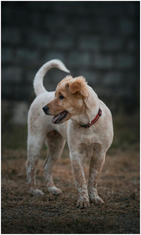 Adorable golden retriever playing outdoors in Thai