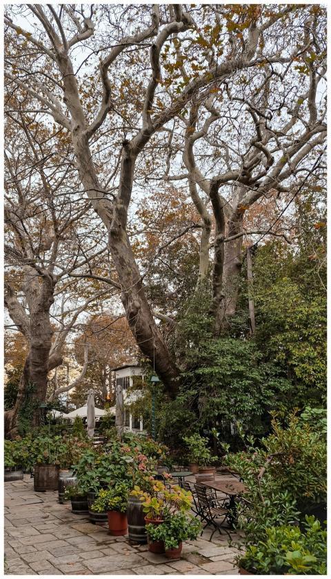 Serene Autumn Garden Bare
