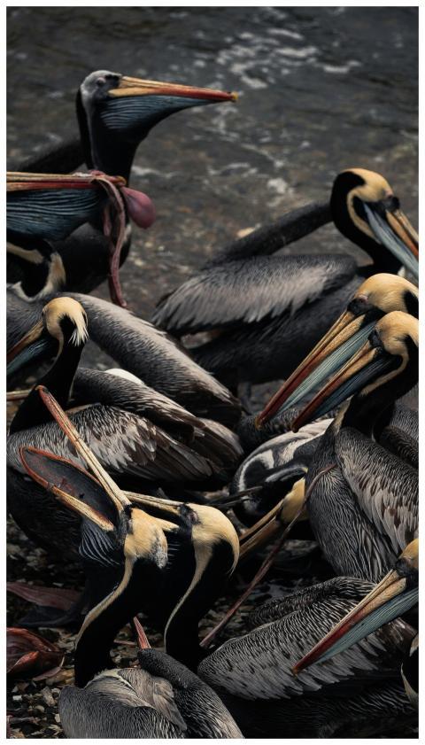 Group of brown pelicans congregating near the wate