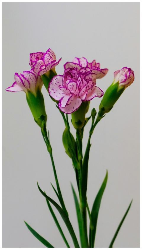 Vibrant pink carnation flowers with green stems in