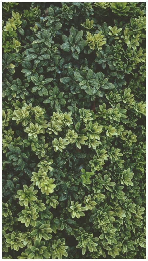 Vibrant green shrub leaves in a detailed, close-up