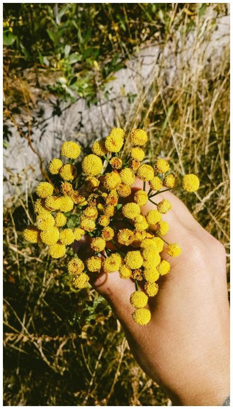 A close-up of a hand holding vibrant yellow craspe