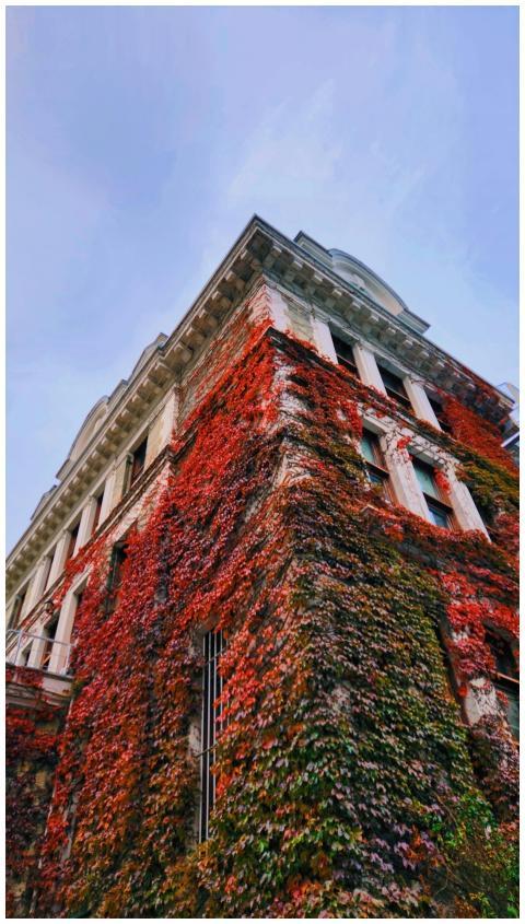 Ivy-covered historical building with vibrant color