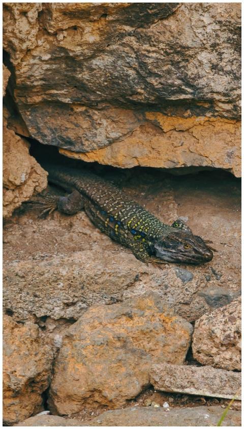 A lizard camouflages against reddish rocks in a na