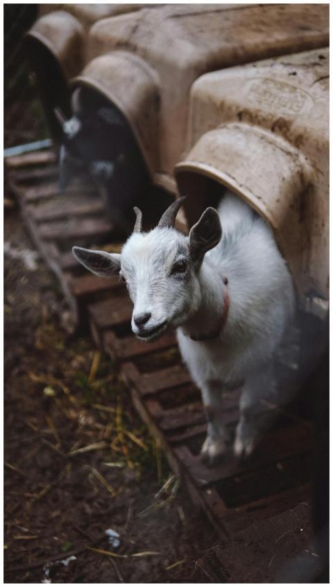 Charming young goat peeking out of a rustic shelte