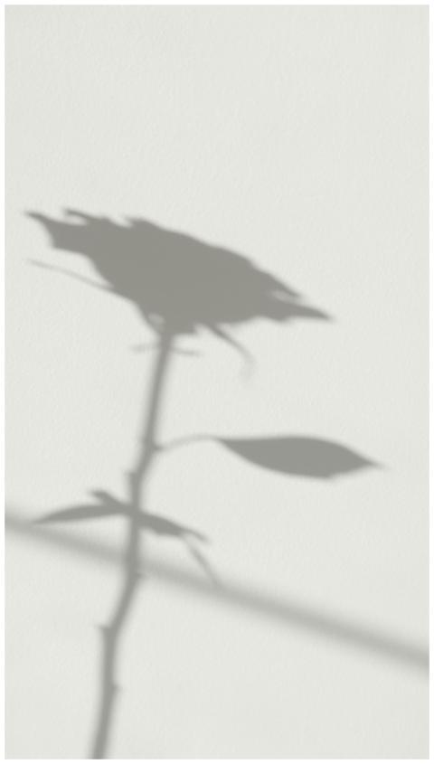 Shadow of a rose cast on a white wall, creating a
