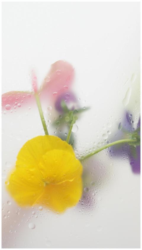Close-up of vibrant flowers through dewy glass, pe