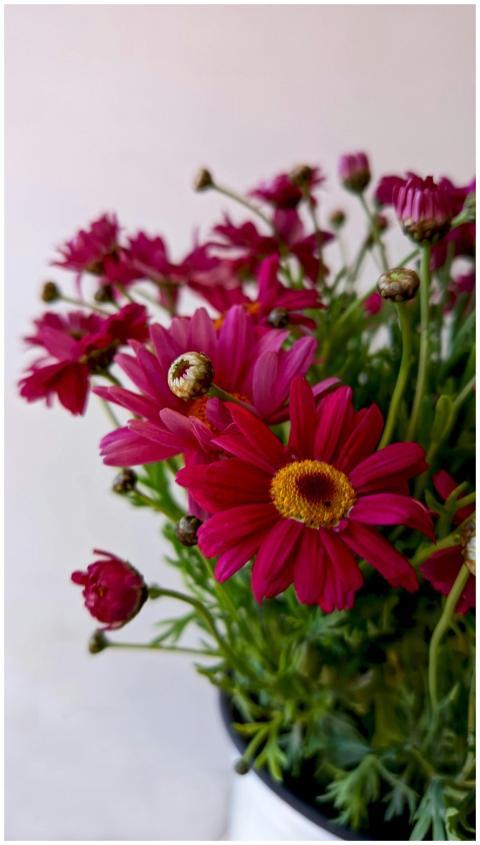 Close-up of vibrant pink daisies in full bloom, di