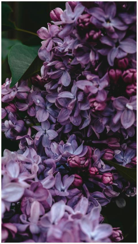 Close-up of purple lilac flowers displaying delica