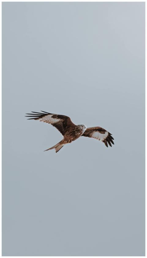 A stunning bird of prey soaring effortlessly with
