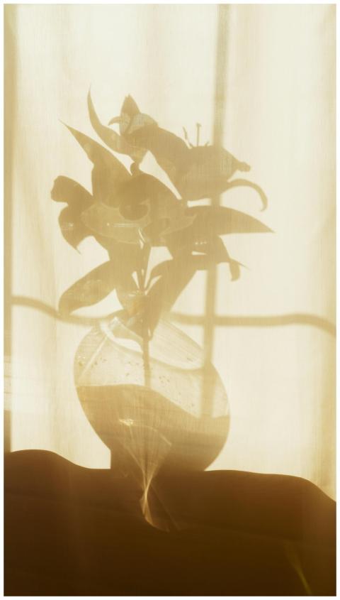 Artistic shadow of a flower vase cast upon a curta