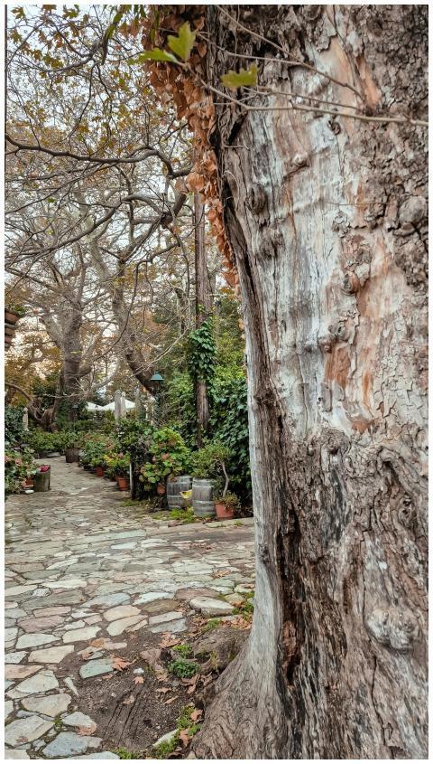 Rustic Garden Pathway Old