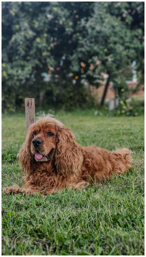 Cute Cocker Spaniel dog lying on grass in a park,
