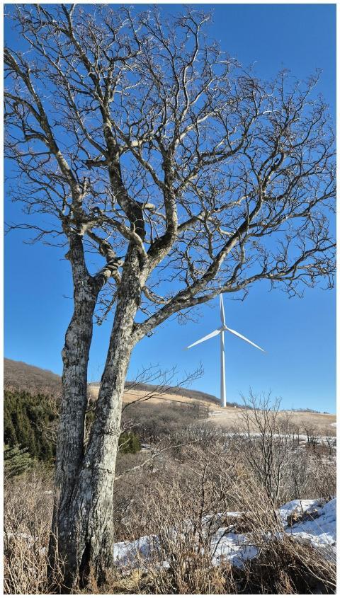 Barren Tree Wind Turbine