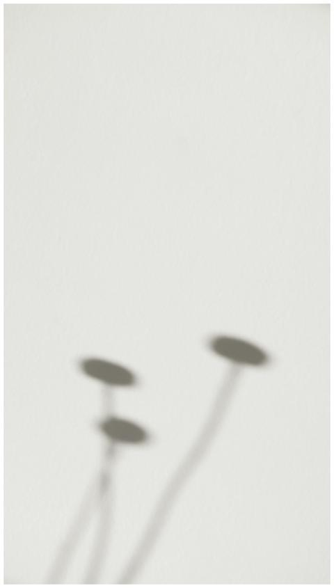 Soft shadows of plant stems create abstract shapes