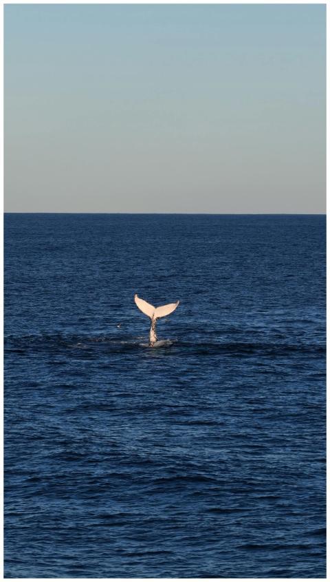 A majestic whale tail emerges from the sea at suns