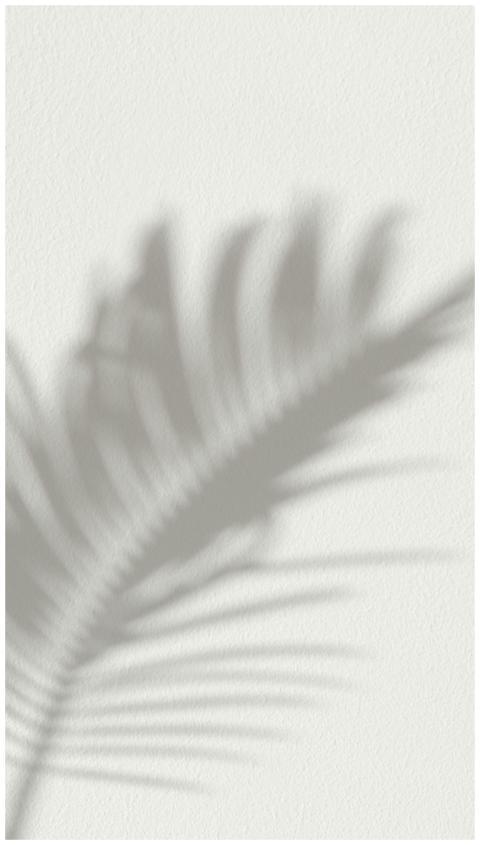 Minimalistic palm leaf shadow cast on white wall i