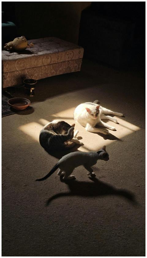 Three cats basking in sunlight on a carpeted floor