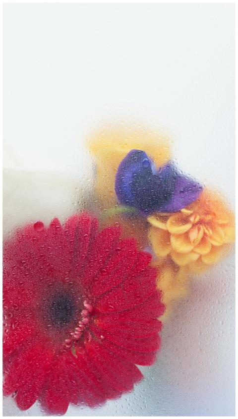 Close-up of colorful flowers blurred by dewy glass