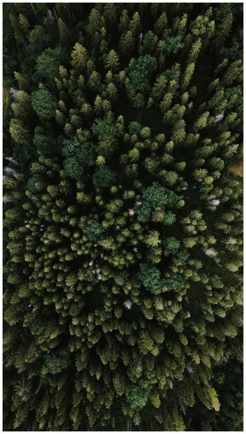 Stunning aerial shot of a lush, dense forest canop